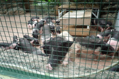 Lộ trình bào vệ nguồn gene